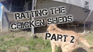 Ratting the chicken sheds part 2 [upl. by Gui]