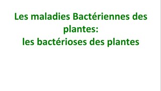 Phytopathologie Partie 14  Les maladie bactériennes des plantes [upl. by Amoihc]