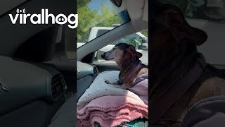 Dachshund Cools Off in the Car  ViralHog [upl. by Denbrook]