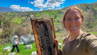 🐝Cómo Cosechar y Fundir CERA de mis ABEJAS PROBLEMAS en la GRANJA [upl. by Riabuz885]