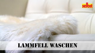 Lammfell waschen [upl. by Ayaet]