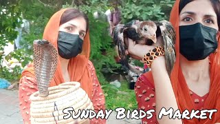 Birds Market Khanna Pul  Sunday Birds Market Khanna Pul  ZOYAJEE Vlogs [upl. by Oiramal]