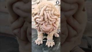 Shar Pei 💔 The Truth About Their Skin Folds [upl. by Ellenwad487]