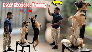 intelligent 😉 German shepherd Oscar obedience Training trainingprogram doglover germanshepherd [upl. by Haidabej]