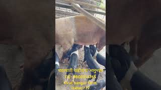 Thanks for watching 🙏sabichamling vlogs pig raising in Nepalexploring and promoting of farmers [upl. by Arebma]