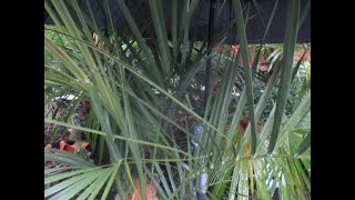 How to increase Butia palm tree cold tolerance [upl. by Yhtommit658]