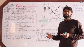 Cyclic phosphorylation  Chapter 11 Biology 1st year  Lecture 111  Sir Farooq [upl. by Boff]