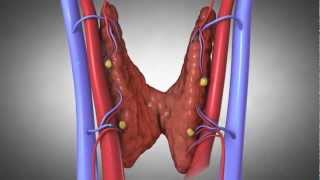 Parathyroid Glands and Hyperparathyroidism Amazing Animation [upl. by Gar]