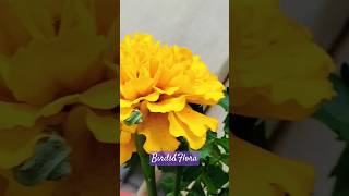 Tagetes erecta Flower🌼  indoor plants  houseplants  nature trending plants shorts ytshorts [upl. by Puna]