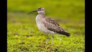 Whimbrel Bird Sound [upl. by Killie293]