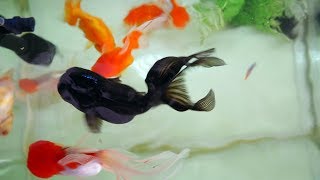 Goldfish Fengshui Aquarium Tips [upl. by Wong]