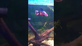 Plakat Betta fish bettafish shots ytshorts pets [upl. by Eanaj]