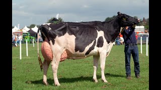 Champion of Champions at Dumfries ShowAyrshire vs BrownSwiss vs Holstein vs Jersey [upl. by Laetitia]