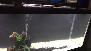 Just added 125 gallon Aqueon fish tank from PetSmart as tank 2 [upl. by Cornwell]