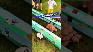 🐇🆚🐢 Conejo vs tortuga  Esemajeengasado LaCerpetadelosvrgzos youtube shorts [upl. by Clancy]