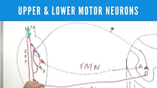 Upper and Lower Motor Neuron Lesions [upl. by Ediva]