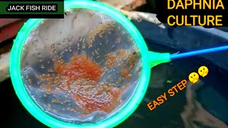 How to culture daphnia Complete guide Easy step  live foods  fish foods [upl. by Cato412]