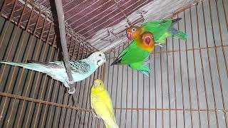 This Sunday Today May Home Birds Progressing This Week [upl. by Miltie]