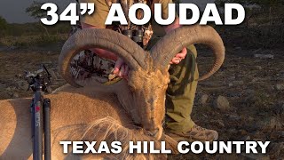 34quot Aoudad from the Texas Hill Country [upl. by Flossie]