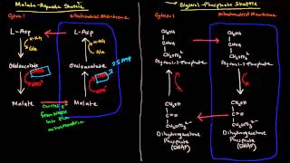 Shuttle Mechanisms MalateAspartate and GlycerolPhosphate [upl. by Ariaec]