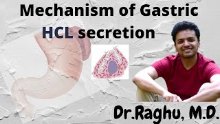 Mechanism of Gastric Acid HCL secretion  Post Prandial Alkaline tide [upl. by Ientirb]