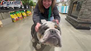 Samson  10 Month Old Bulldog  Best Dog Trainer Cleveland Ohio  Off Leash Obedience [upl. by Anialem]