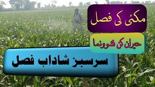 Best spray for maize crop growth promotion and fall armyworm controlBest insecticide in pakistan [upl. by Lativa773]