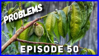 Young Peach Tree Problems amp Solutions Ep 50 [upl. by Sheffie433]