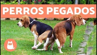 Perros pegados después de aparearse ¿cuál es la razón [upl. by Afrika]