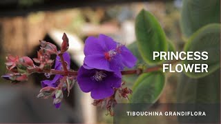 The Princess flower Tibouchina grandiflora  Easy propagation using stem cuttings in soil [upl. by Wadesworth959]