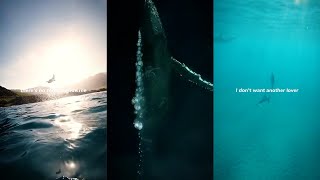 Blue Whale Theme Song WhatsApp Status  Blue Whale Song Lyrics Status  Ocean Status [upl. by Oretna]