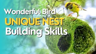 Wonderful Bird Nests Exploring 4 Types of Birds with Unique NestBuilding Skills [upl. by Caressa]