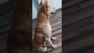 Kitna bhola banker betha haiviralvideo dog doglover cute shortvideo [upl. by Lori]