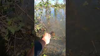 A Big snails in Flooded area amp Fresh water snails naturevideos flooded [upl. by Heer822]