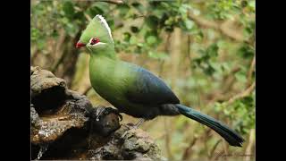 Knysna Turaco calling [upl. by Namar]