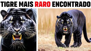 TIGRE PRETO Tigre MAIS RARO e único do mundo [upl. by Catima]