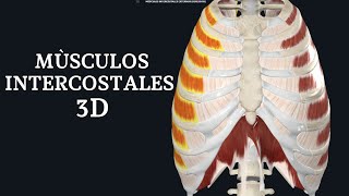 MÙSCULOS INTERCOSTALES 3D [upl. by Dott]