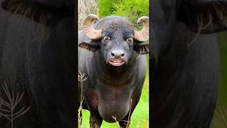 comedy  comedy wala  comedy dikhaiye  comedy bhojpuri  comedy video bufflo cow [upl. by Safir]