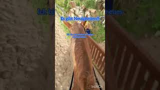 🫶🏼🐎dressur dressage newhorse pferdesport equestrian pferdeliebe pferde horse pferdetraining [upl. by Anirbas]