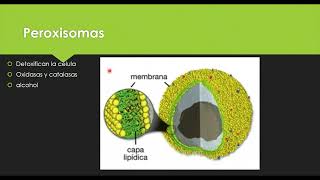 Lisosomas y peroxisomas [upl. by Clarissa]