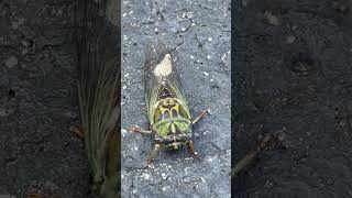 Cicadas Sound Cykada głos 🦗🇺🇸Mark Marek Chmielewski [upl. by Erlewine]