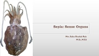 Sepia  Sense Organs Eyes StatocystOlfactory and Gustatory Organs [upl. by Emma323]