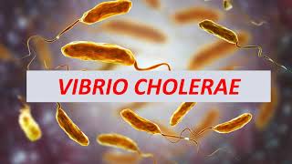 Microbiologia Médica  Vibrio cholerae [upl. by Brnaby353]