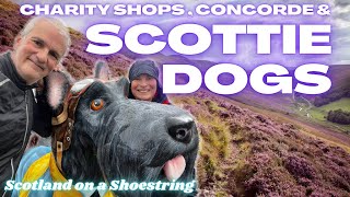 Charity Shops Concorde Crafting and muckle dugs big dogs on the Scottie Trail [upl. by Suilmann509]