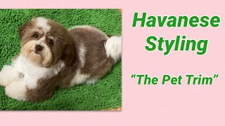 Havanese Pet Trim [upl. by Mihsah768]