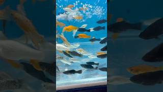 Molly Fishes Aquarium Setup mollyfish mollies yt ytshorts [upl. by Harutek]