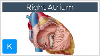 Right Atrium  Location Anatomy amp Function  Human Anatomy  Kenhub [upl. by Tamas]