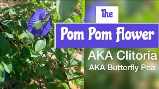 Use Pom Pom Flower To Help With Monthly Cramping Bloating Excessive Bleeding amp Dryness caribbean [upl. by Weissman]