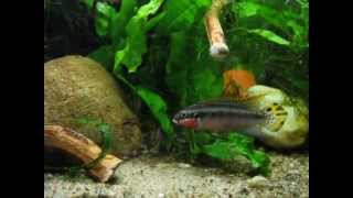 Pelvicachromis taeniatus quotNigeria redquot [upl. by Atiuqa173]