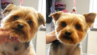 Grooming Guide  How to Groom a Yorkshire Terier 12 [upl. by Neryt]